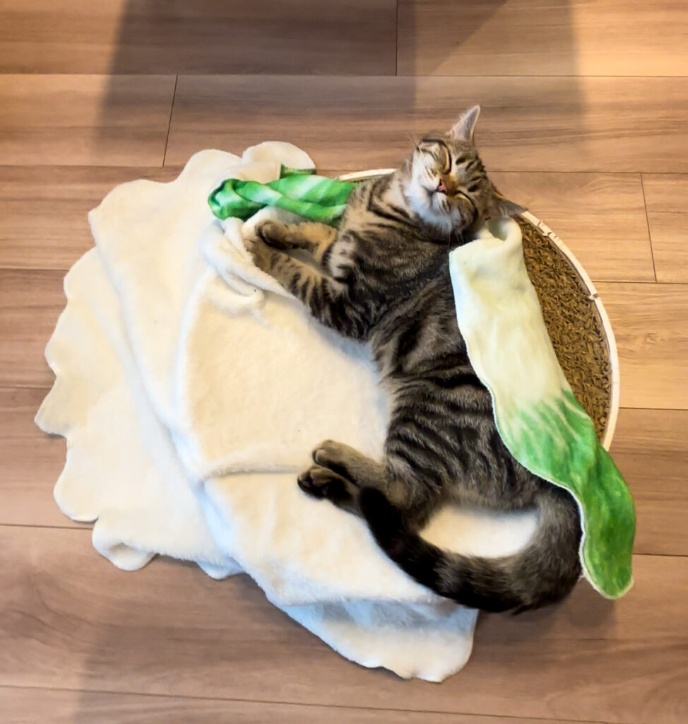 白菜おくるみの上で寝ている猫を包んでいる途中